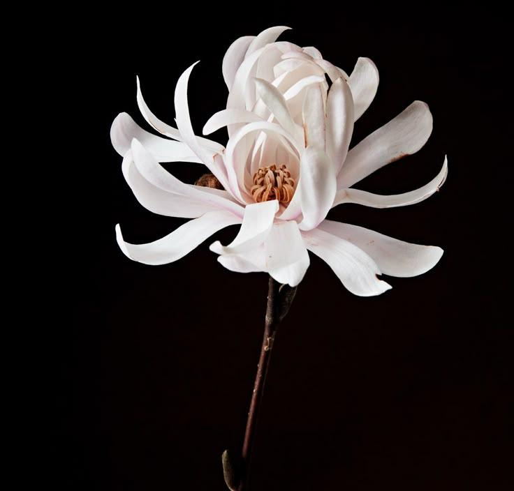 Professional floral arrangement in modern corporate setting